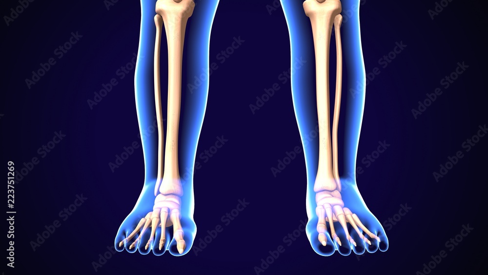 3d illustration of human baby Skeleton Legs Stock Photo anatomy
3d illustration of human baby Skeleton Legs Stock Photo anatomy
