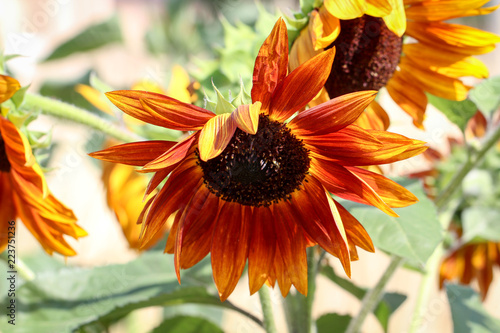 Fototapeta Naklejka Na Ścianę i Meble -  Sonnenblumen im Sonnenlicht 