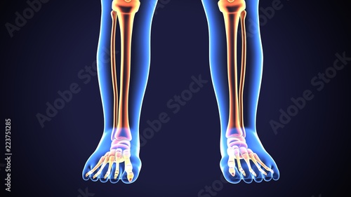 3d illustration of human baby Skeleton Legs Stock Photo anatomy 