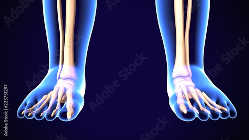 3d illustration of baby skeleton feet bones anatomy 