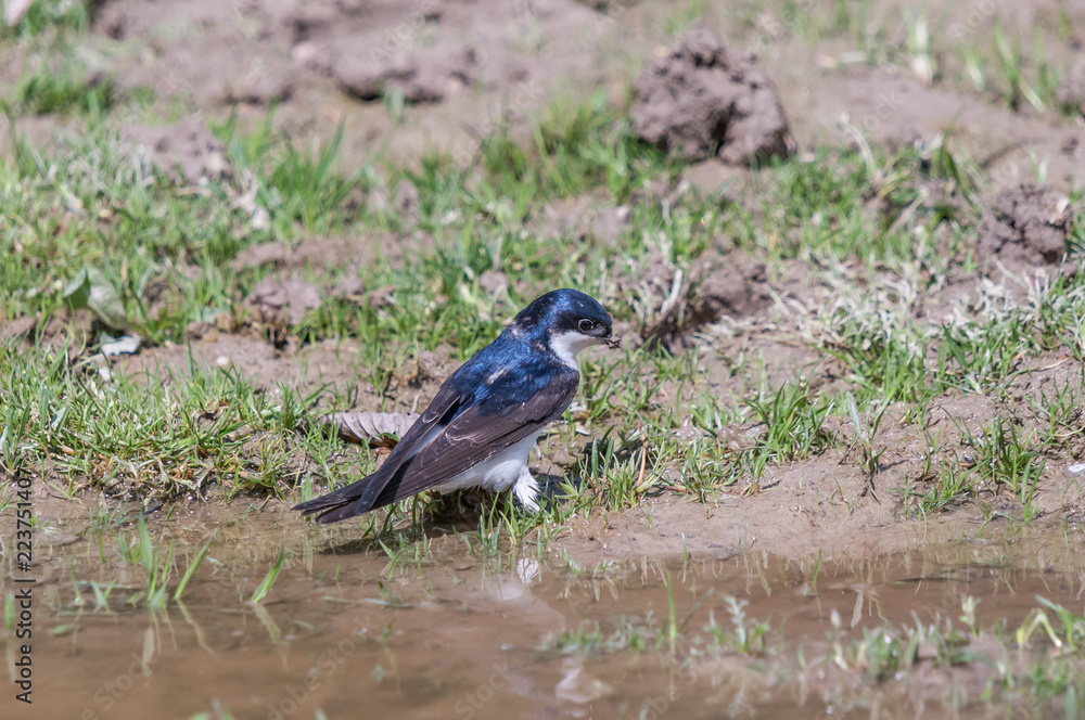 Obraz premium Mehlschwalbe