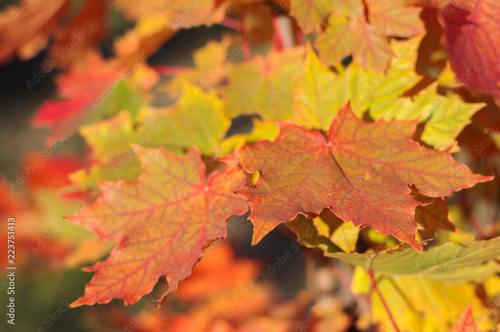 Autumn maple leaves with background blur Autumn maple leaves with background blur