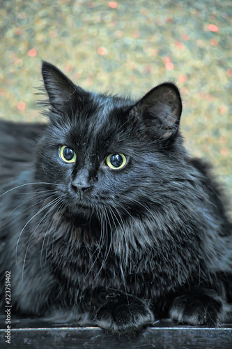 thick fluffy black cat photo