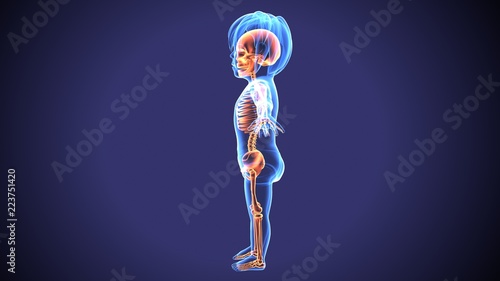 Fotografie 3d illustration of baby skeleton anatomy