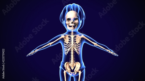 3d illustration of human body skeleton anatomy
