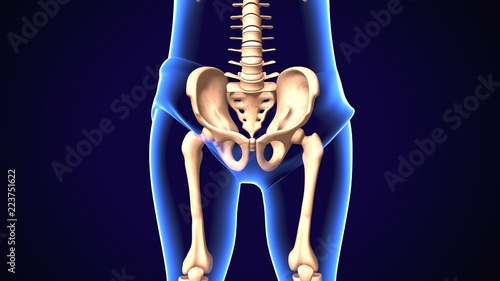 3d illustration of human body hip joint anatomy