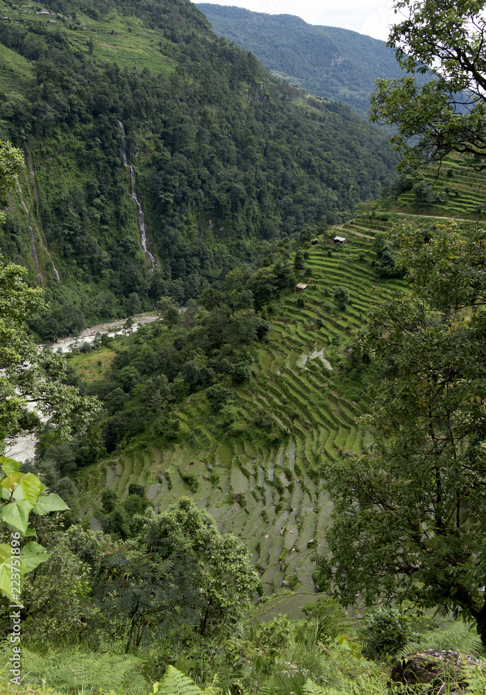 Fototapeta premium rice fields nepal
