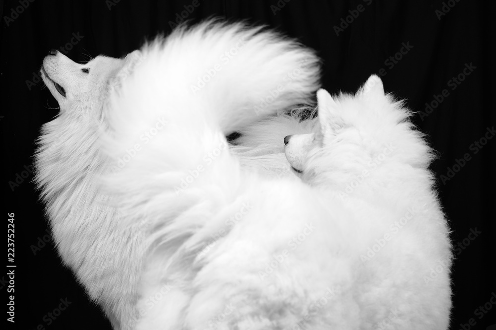 two fluffy Samoyed dogs / two Samoyed dog in a black background; the Samoyed is a breed of large herding dog, from the spitz group, with a thick, white, double-layer coat. two fluffy Samoyed dogs / two Samoyed dog in a black background; the Samoyed is a breed of large herding dog, from the spitz group, with a thick, white, double-layer coat.