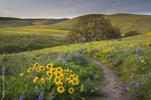 Fototapeta Naklejka Na Ścianę i Meble -  path lined with wildflowers in the hills of Washington state