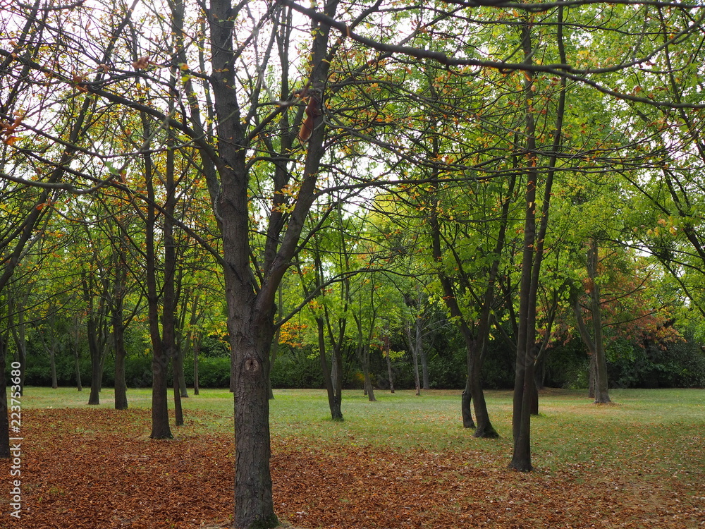 Naklejka premium The end of summer and the beginning of autumn in one photo. Dry leaves and green grass at the same time.