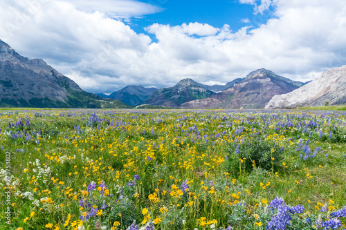 Fototapeta Naklejka Na Ścianę i Meble -  Wildflower Meadow in Waterton Lakes National Park, Canada