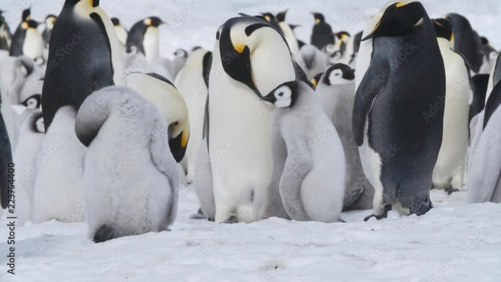 Pinguinkolonie in der Antarktis