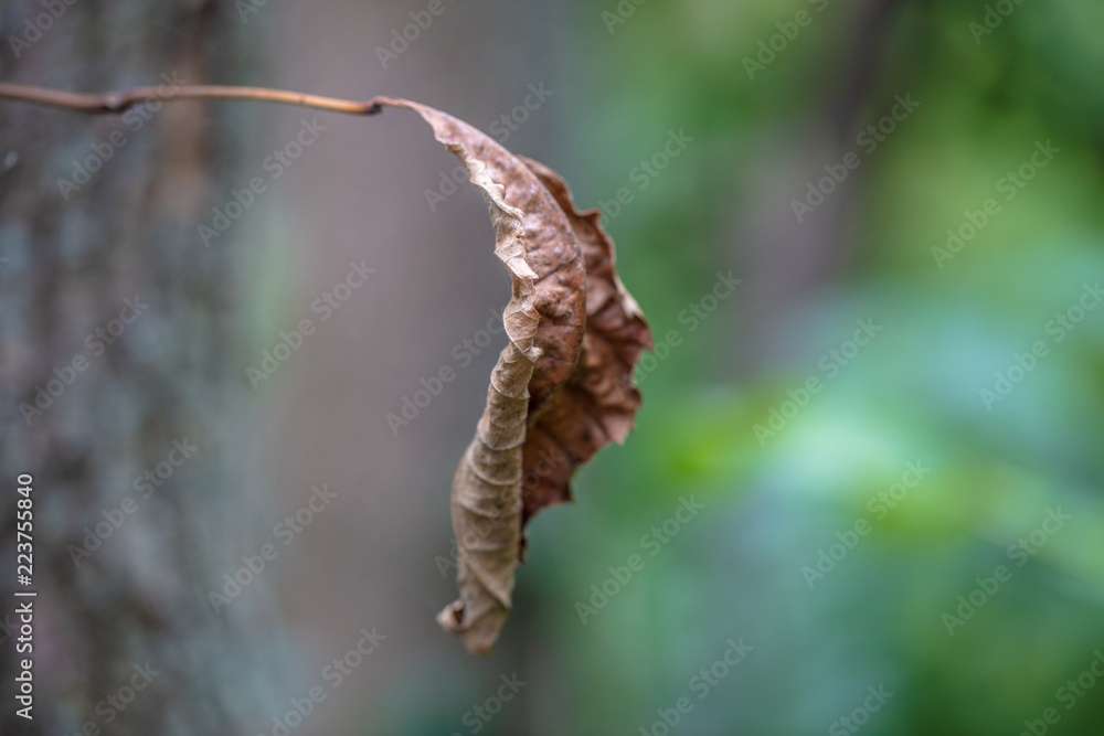 Dying leaf at the end of summer