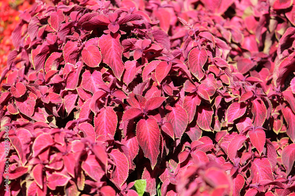 Coleus blumei or Painted nettle. Cultivar with bright pink leaves