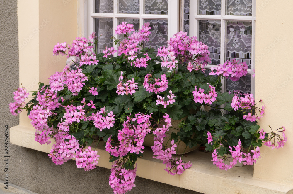 Fototapeta premium Finestra con vaso di gerani rosa