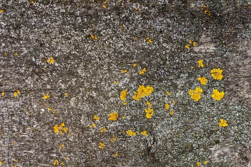 old dried dark board with lichen