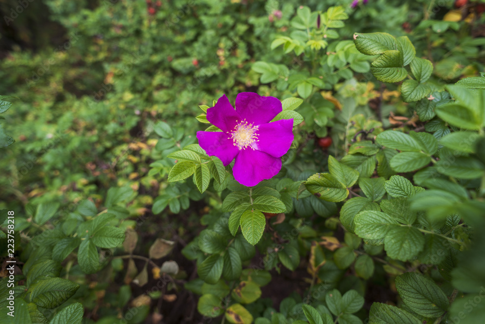 bright briar flower bright briar flower