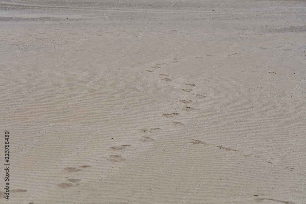 Footprints in Beach Sand Footprints in Beach Sand