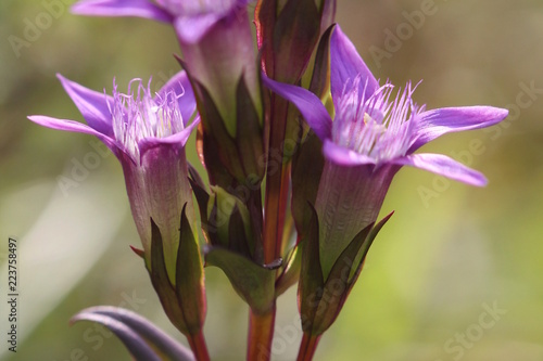 Deutscher Kranzenzian (gentianella germanica) photo