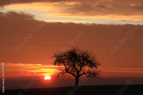 Baum im Sonnenaufgang © Eberhard
