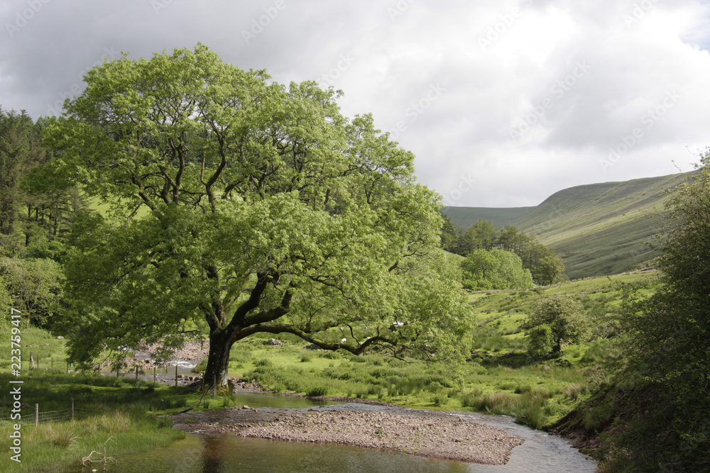 Baum in Wales
