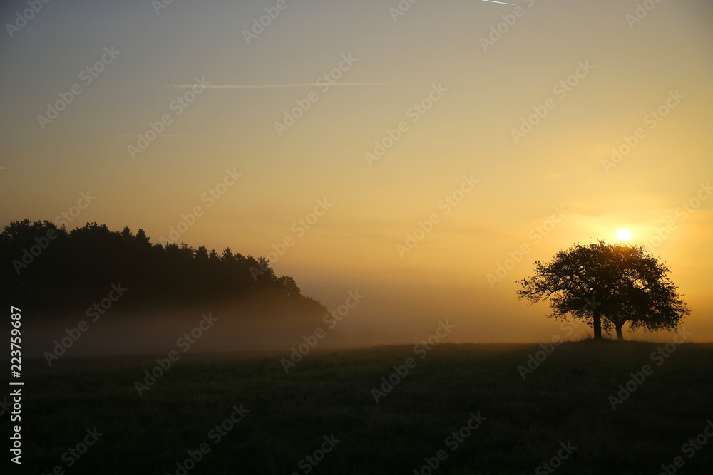 Bäume im Nebel