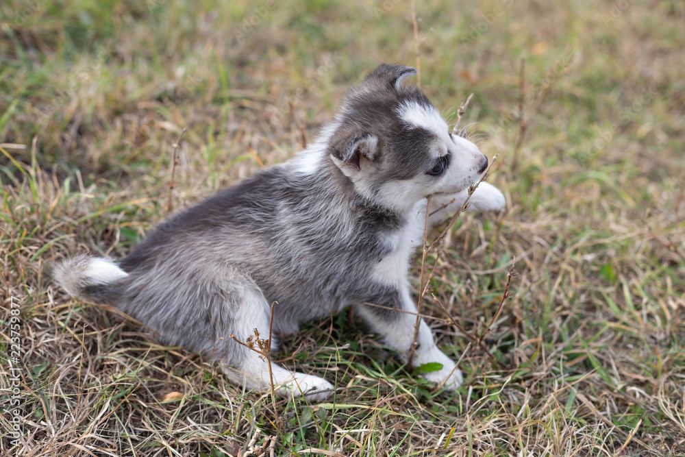 husky puppy