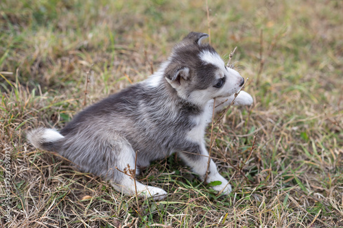husky puppy © artem