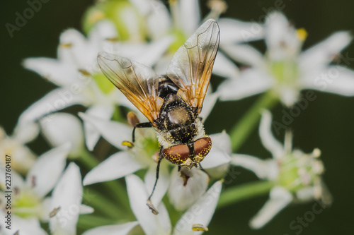 fly Diptera Syrphidae