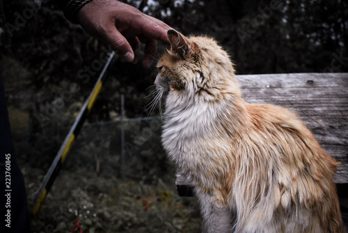 Foto gato