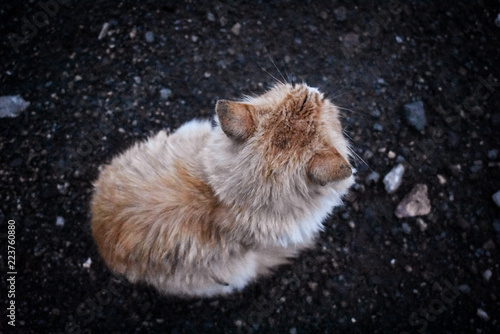 Konstfotografi gato