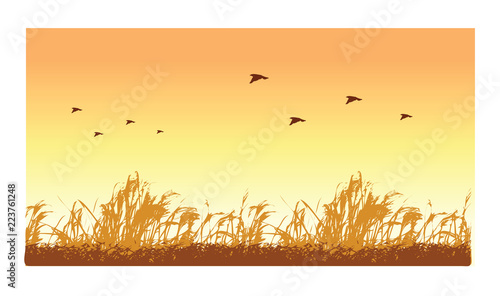 Fototapeta Naklejka Na Ścianę i Meble -  Horizontal illustration flock of birds at sunset