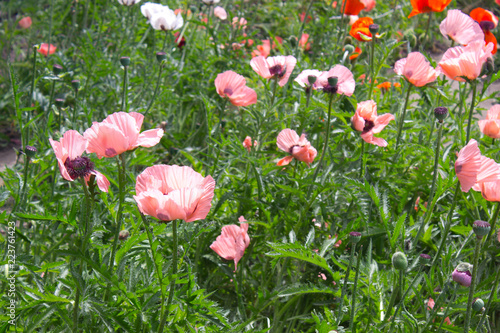 Fototapeta Naklejka Na Ścianę i Meble -  Poppy flowers pink