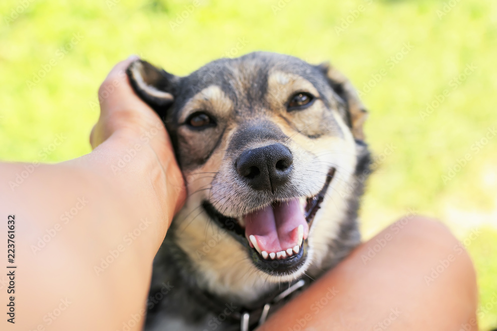 Why Is My Dog Scratching His Face