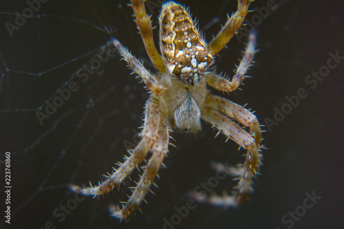 Macro spider pfotography