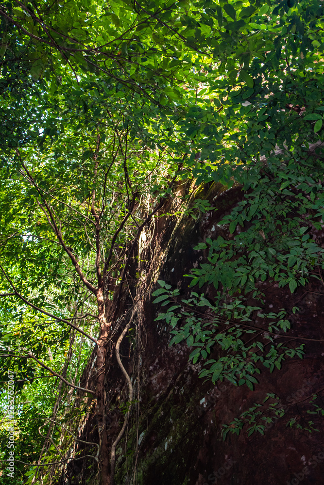 The forest interior of Phu Sing National Park, Bueng Kan, Thailand