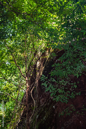 Obraz na płótnie The forest interior of Phu Sing National Park, Bueng Kan, Thailand w salonie
