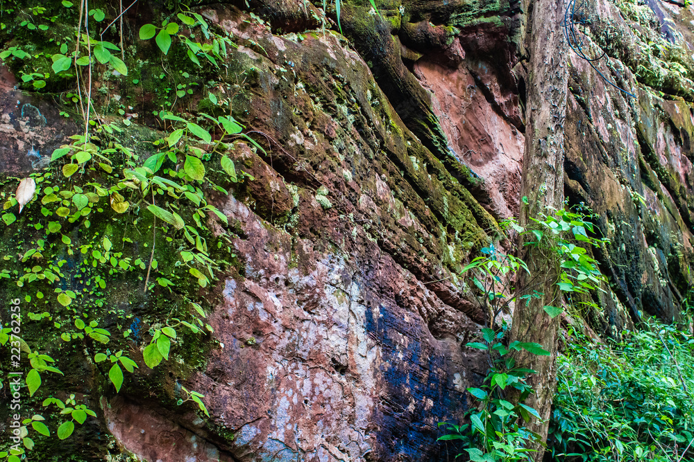 A wall of a mountainside with moss and ivy growing up. Phu Sing National Park, Thailand