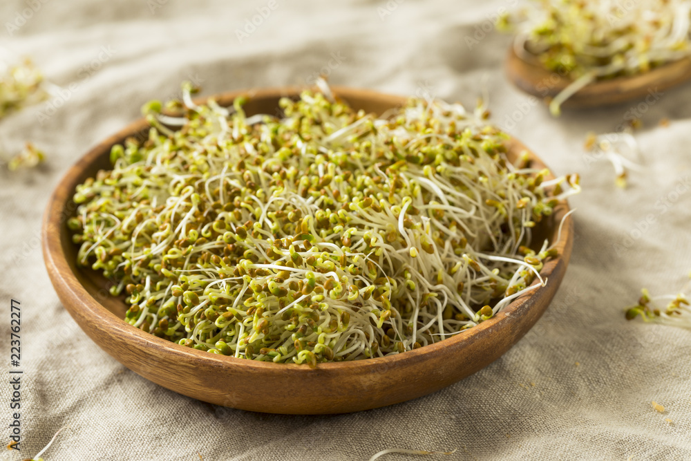 Raw Green Organic Clover Alfalfa Sprouts Raw Green Organic Clover Alfalfa Sprouts