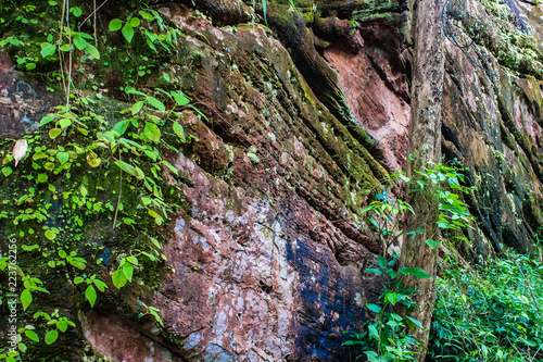 Obraz na płótnie A wall of a mountainside with moss and ivy growing up. Phu Sing National Park, Thailand w salonie
