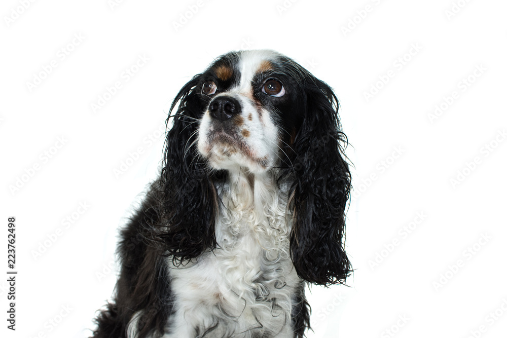 CAVALIER CHARLER KING SITTING AND LOOKING UP. ISOLATED AGAINTS WHITE BACKGROUND CAVALIER CHARLER KING SITTING AND LOOKING UP. ISOLATED AGAINTS WHITE BACKGROUND