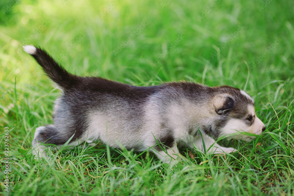 Siberian husky puppy on green grass.