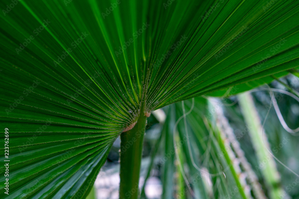 Obraz premium Green palm leaves