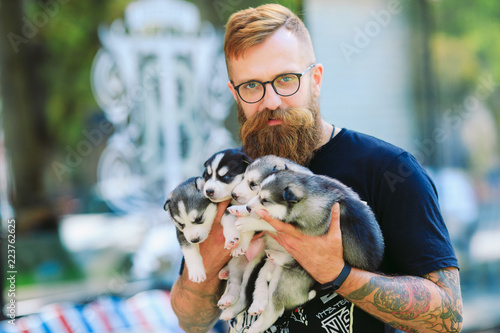 Wall Mural Puppies Siberian Husky