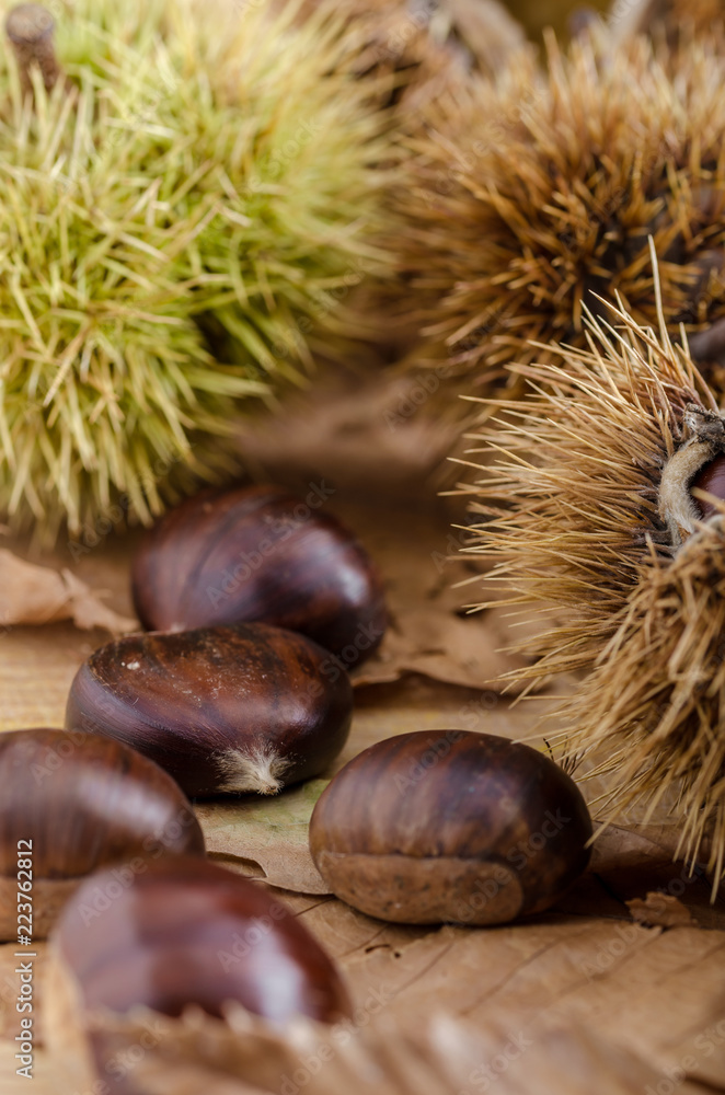 chestnuts and autumn feeling, group chestnuts on the ground. autumn feeling. chestnuts and autumn feeling, group chestnuts on the ground. autumn feeling.