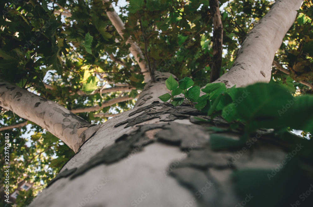 Fototapeta premium Sycamore tree