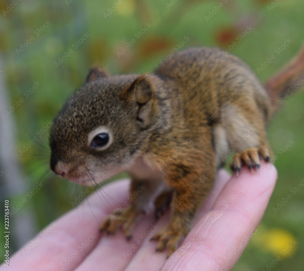 A squirrel in hand A squirrel in hand