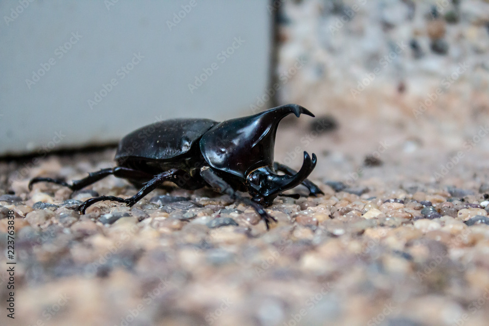 Horned Hercules Beetle
