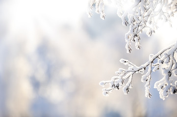 Snow covered alder tree (Alnus glutinosa) branch against defocused background. Selective focus and shallow depth of field.