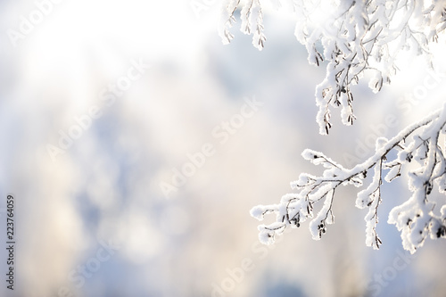 Snow covered alder tree (Alnus glutinosa) branch against defocused background. Selective focus and shallow depth of field.
